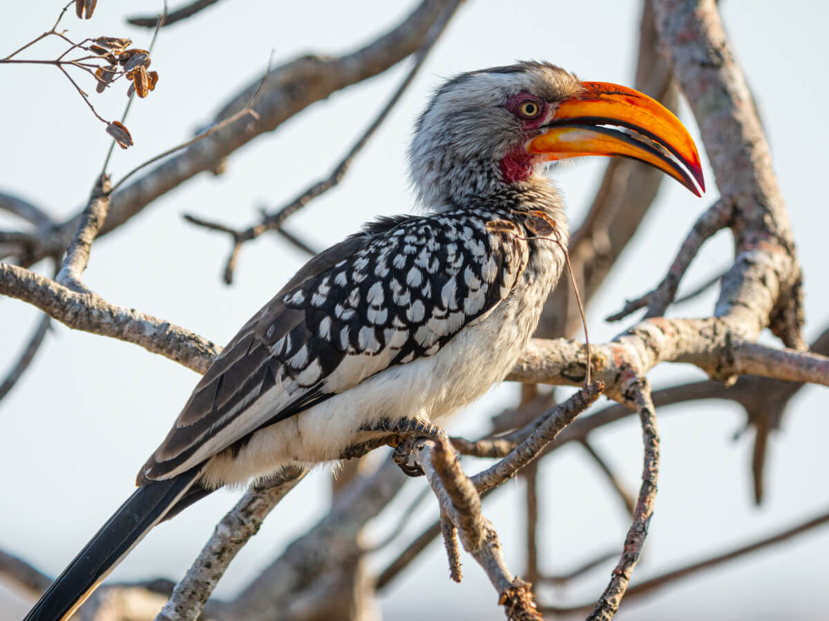 Discover the Birds of Eden in Plettenberg Bay